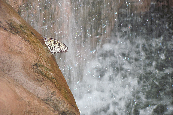 Butterfly Garden